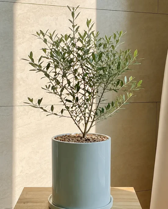 Olive tree in a ceramic pot
