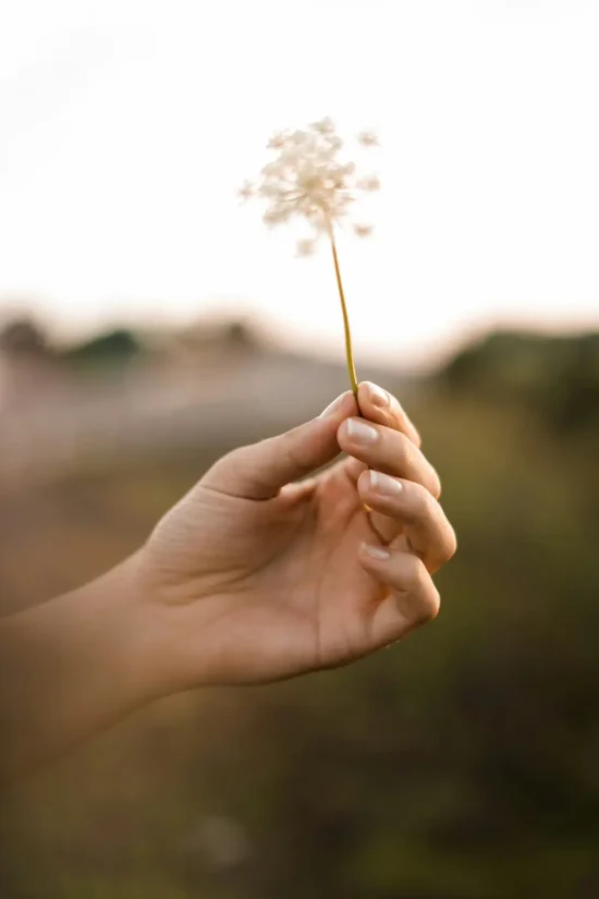 jessica-da-rosa-bOfUo9UmR6s-unsplash (1) (1) Hand holding a delicate wildflower