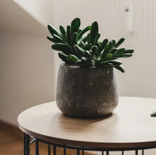 nick-hillier-AhAxCcVajHk-unsplash Potted succulent on a side table in a calm therapy room
